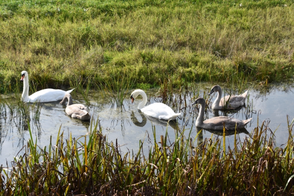 Zwanengezin - Vogels - 