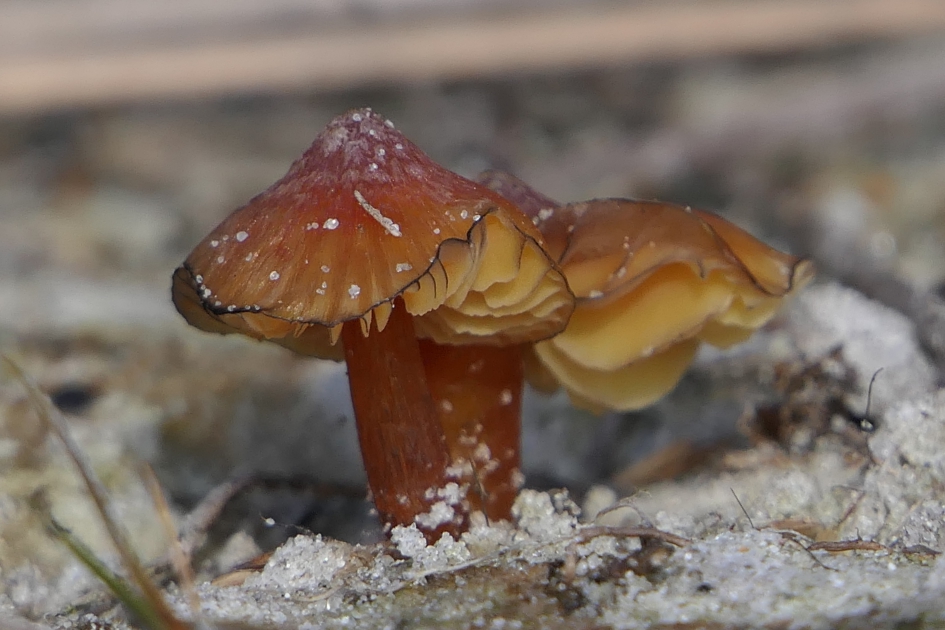 Zwartwordende wasplaat - Schimmels - Zwartwordende wasplaat