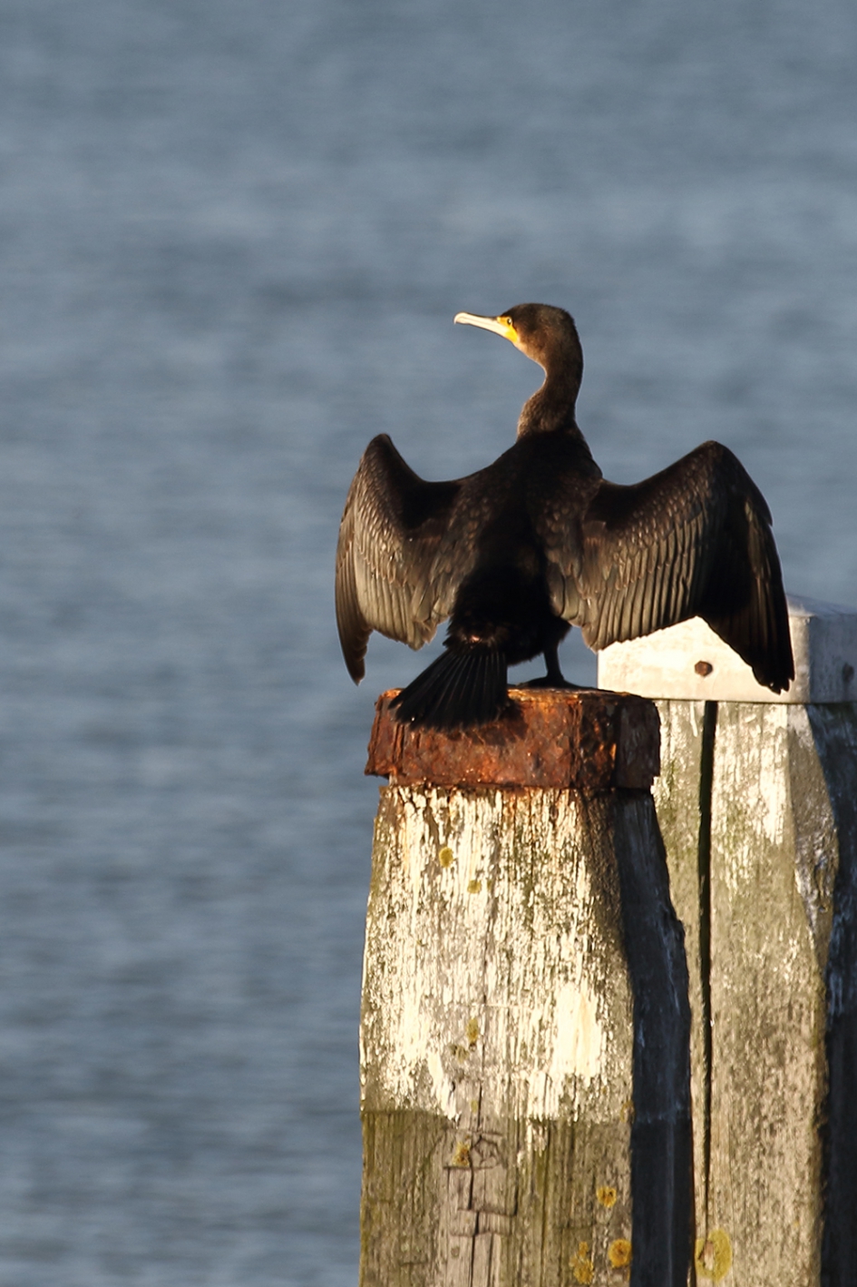 aalscholver - Vogels - aalscholver