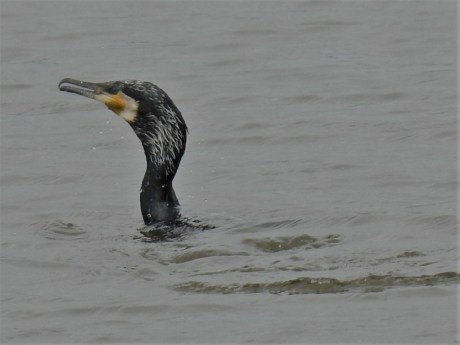 Aalscholver zwemt half onder water.