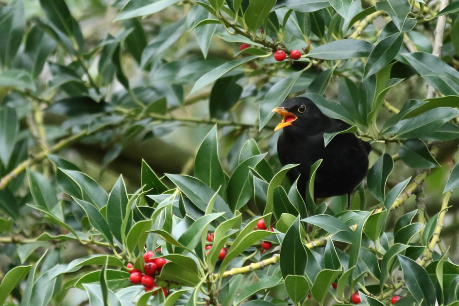 aantrekkelijke besjes - Vogels - merel -m-
