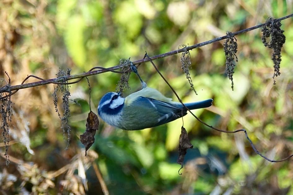 Acrobatische Pimpel - Vogels - Pimpelmees