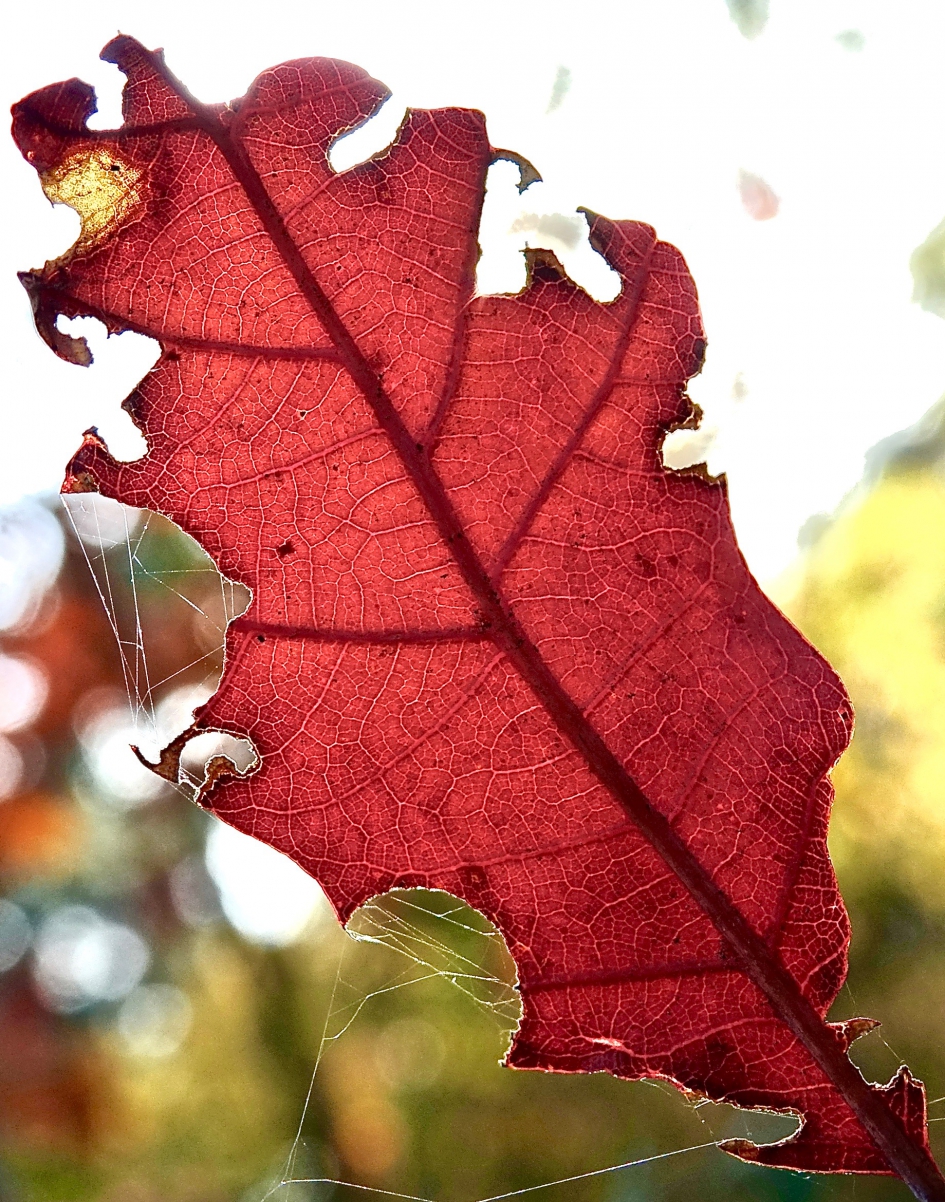 Aftakeling - Planten - Boomblad