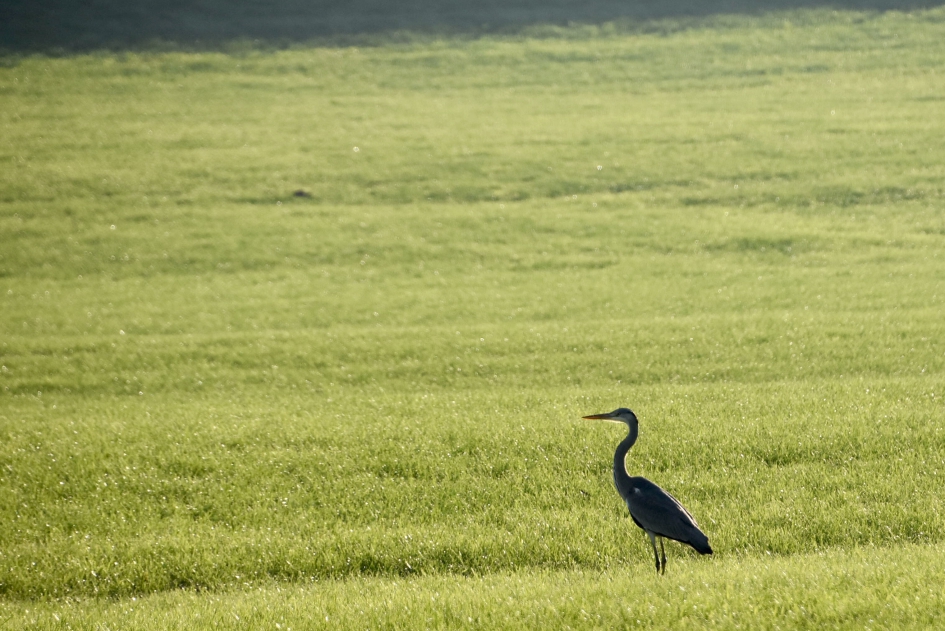 Alleen op de wereld.. - Vogels - 