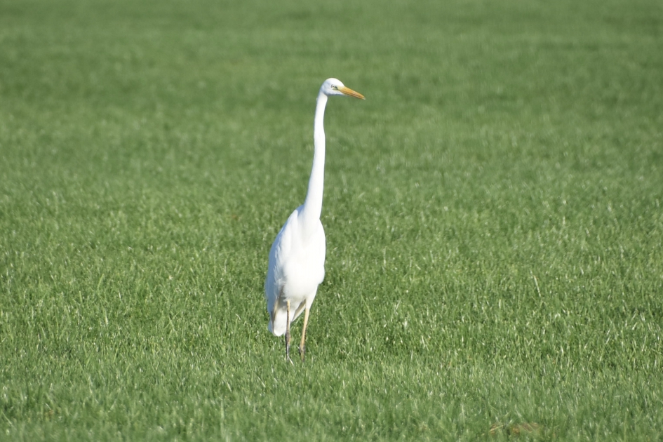 Alleen op de wereld - Vogels - 