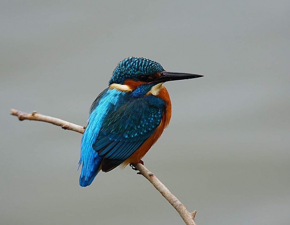 Als het maar geen strenge winter word - Vogels - Ijsvogel