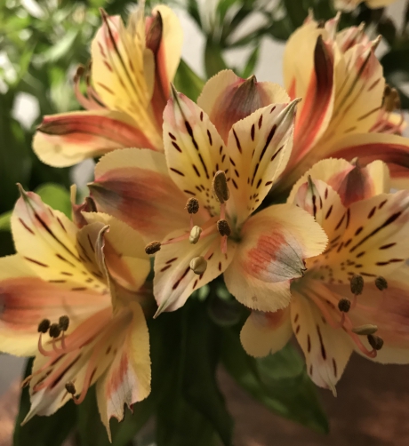 Alstroemeria