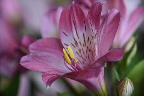 Alstroemeria
