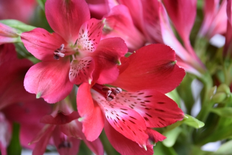 Alstroemeria