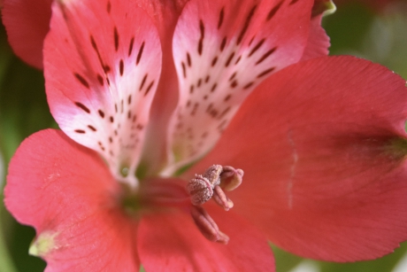 Alstroemeria