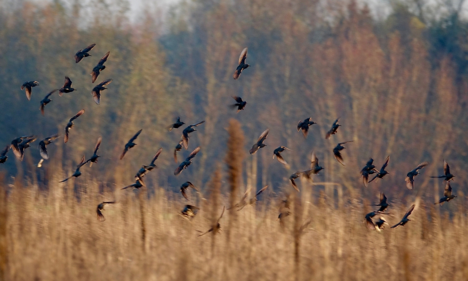 Avondinval - Vogels - Spreeuw