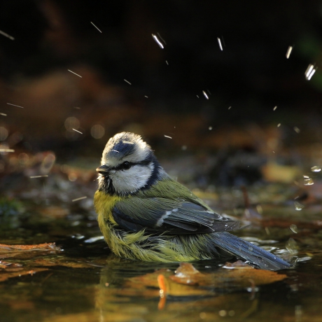 Badderende Pimpelmees