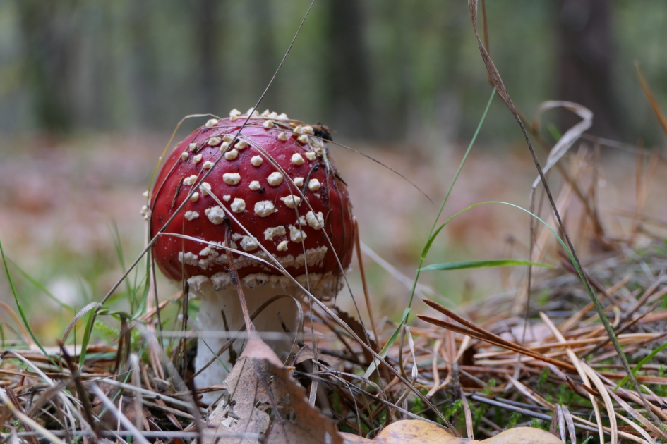 Beauty - Schimmels - Vliegenzwam