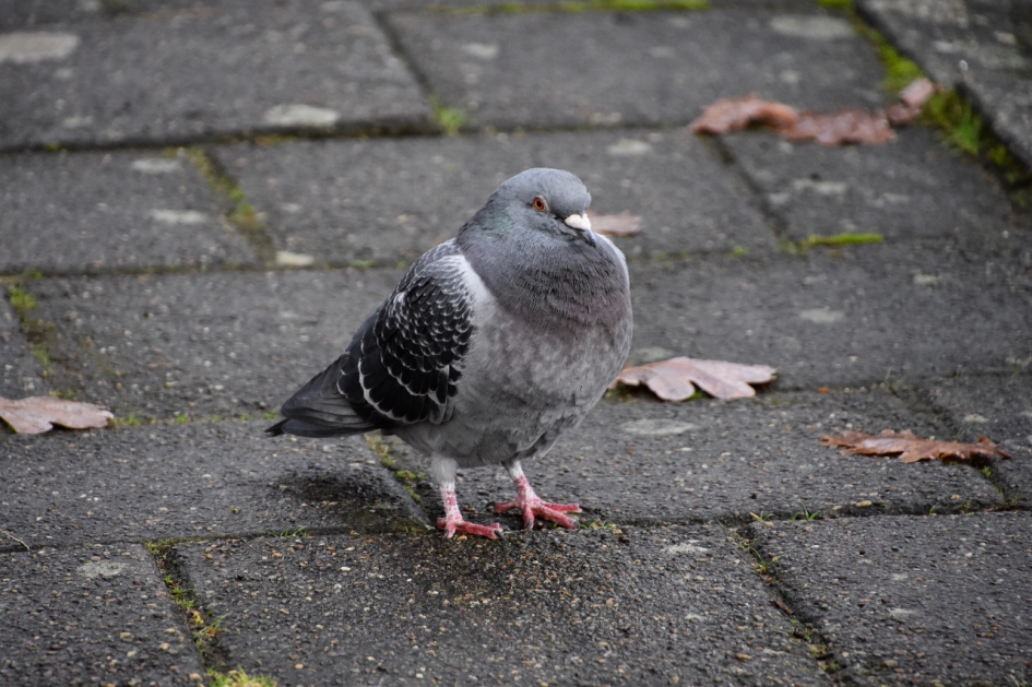 Beetje fris! - Vogels - 