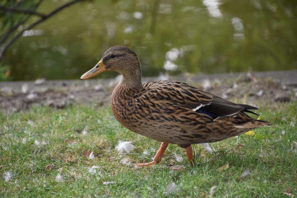 Bij de vijver - Vogels - 