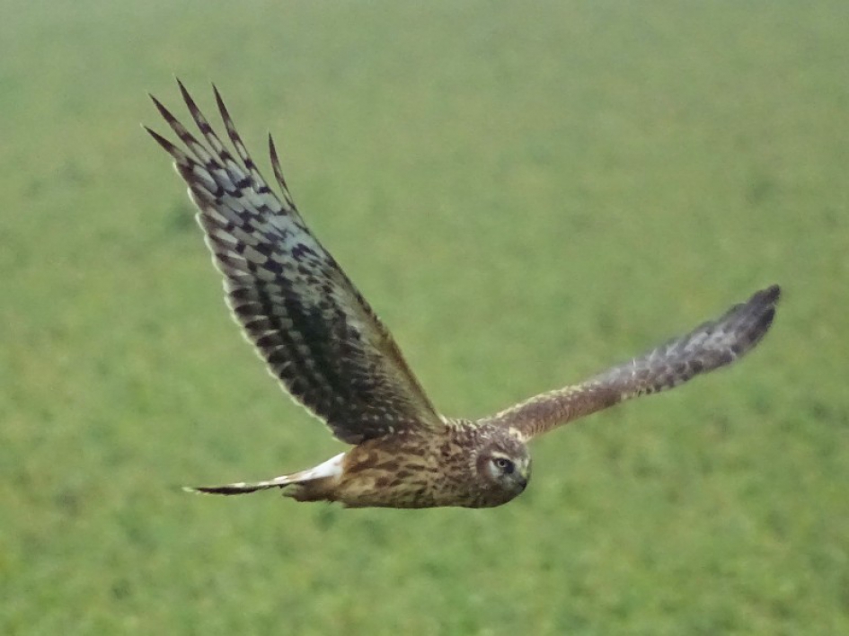 Blauwe kiek gekiekt - Vogels - Blauwe kiekendief