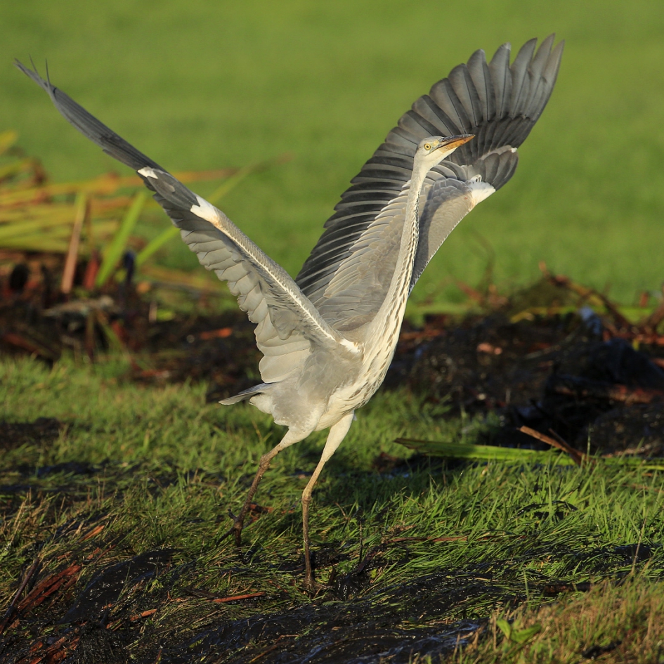 Blauwe Reiger - Vogels - Blauwe reiger