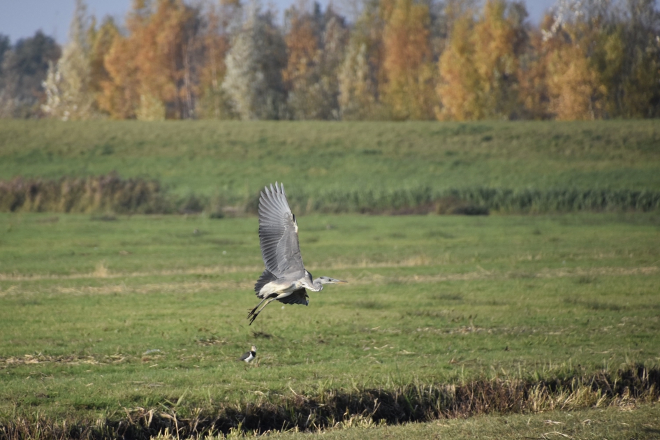 Blauwe reiger - Vogels - 