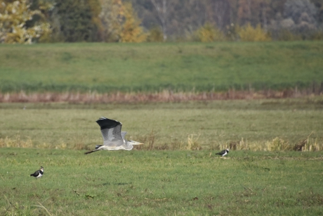 Blauwe reiger