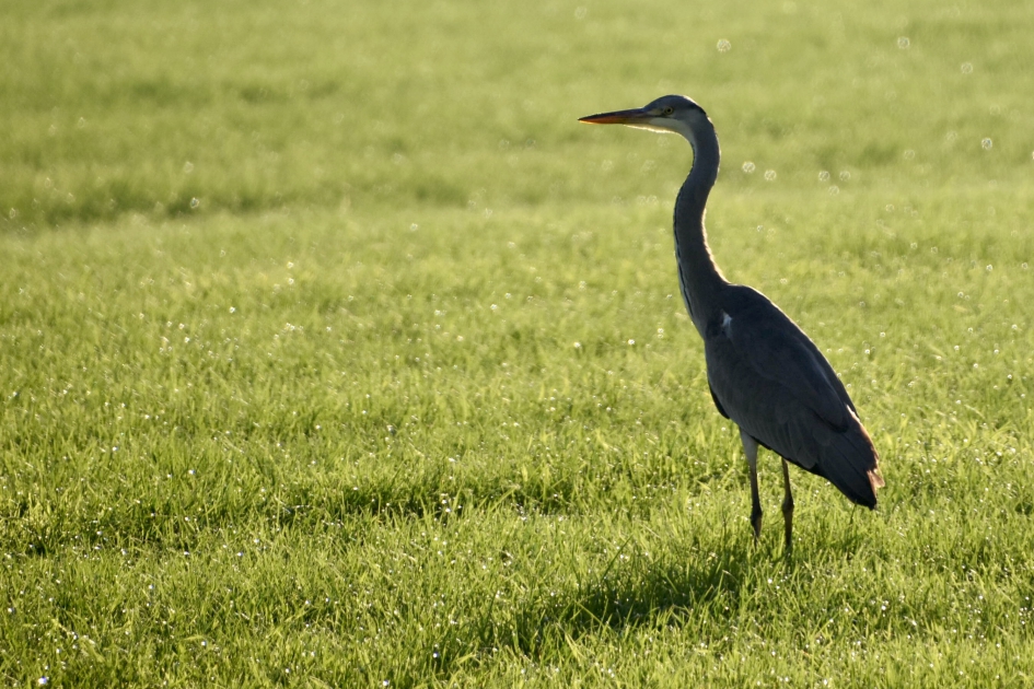 Blauwe reiger - Vogels - 
