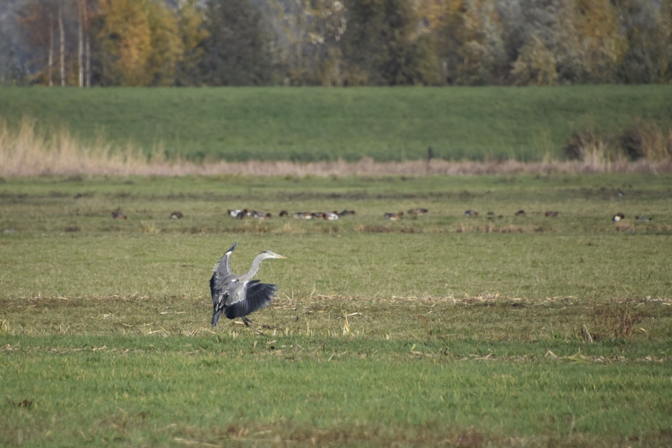 Blauwe reiger - Vogels - 