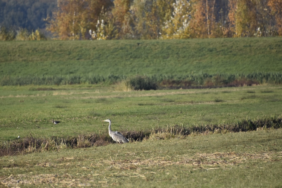 Blauwe reiger - Vogels - 