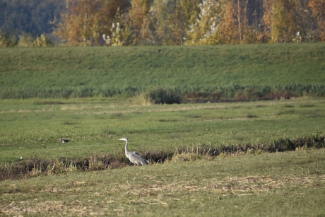 Blauwe reiger