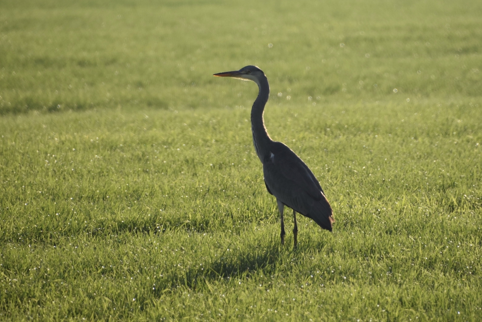 Blauwe reiger - Vogels - 