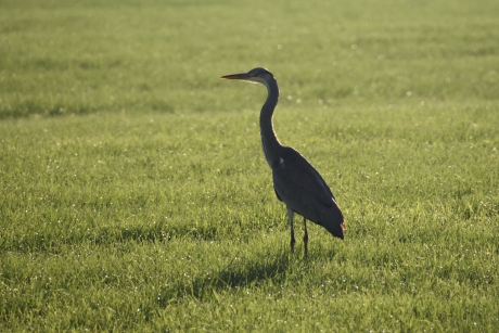 Blauwe reiger