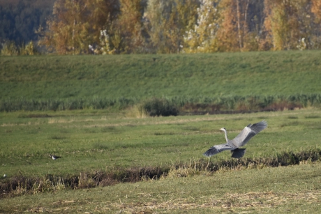 Blauwe reiger