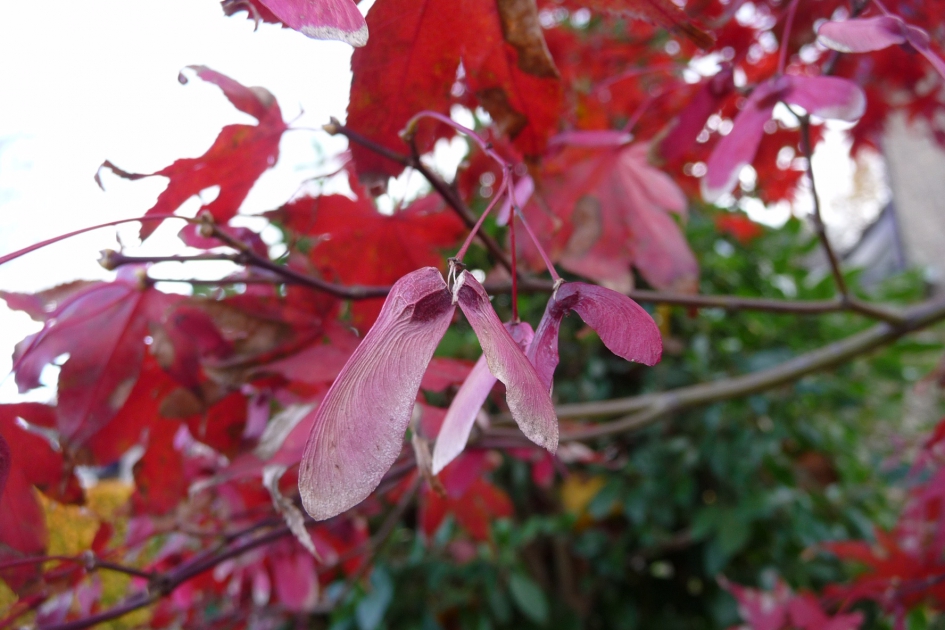 Boomzaadje... - Planten - 