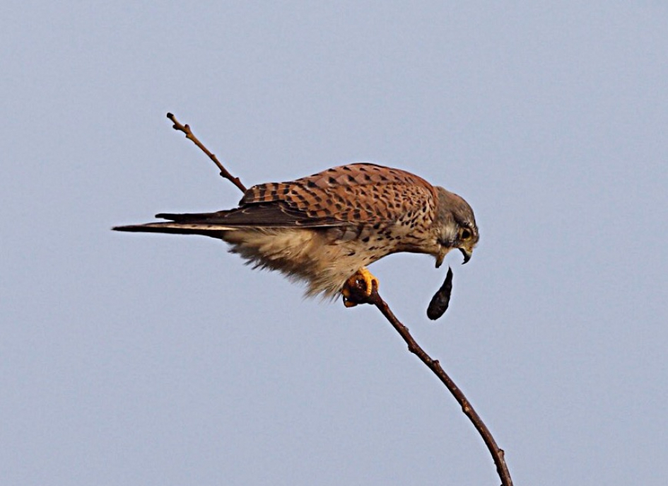 Braakbal - Vogels - Toren valk