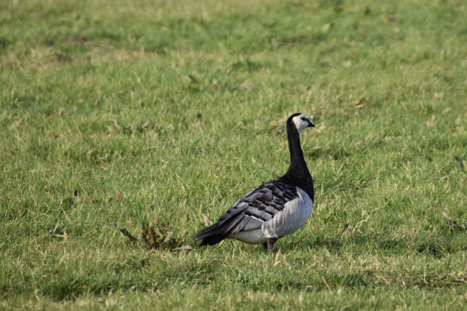 Brandgans - Vogels - 