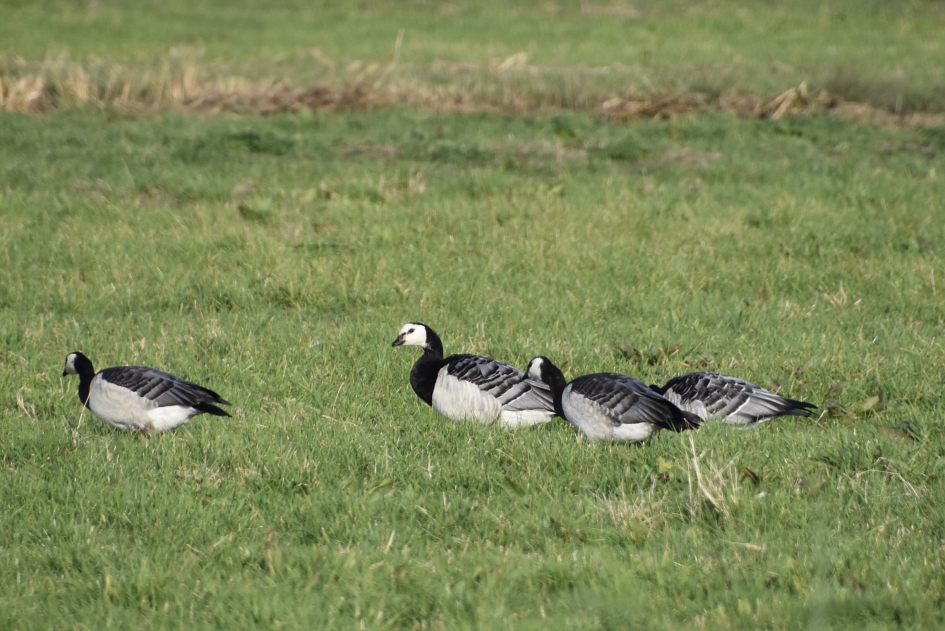 Brandganzen - Vogels - 