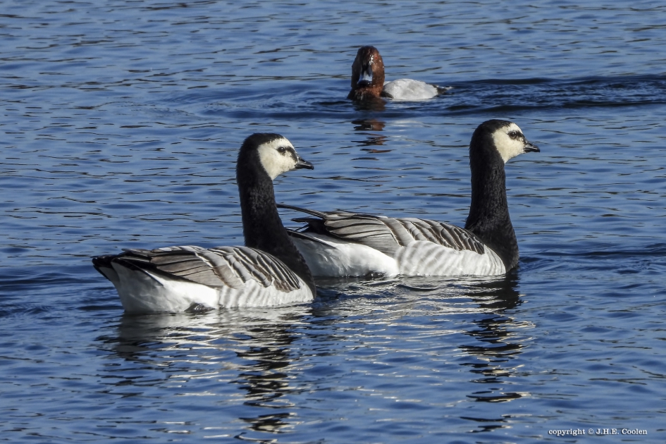 Brandganzen - Vogels - Brandgans