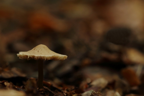 bruin, bruin en bruin