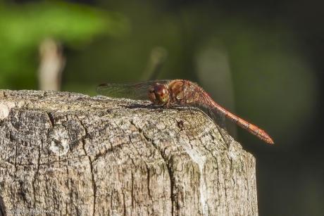 Bruinrode heidelibel (Sympetrum striolatum)