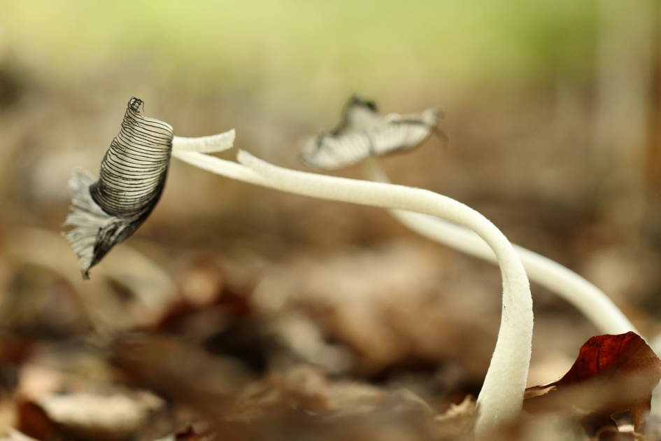 buigzame types - Schimmels - hazenpootje