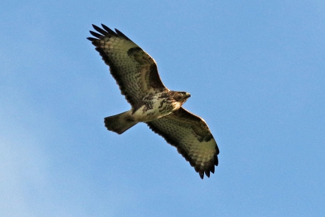 Buizerd