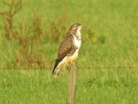Buizerd