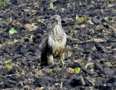 Buizerd op de akker