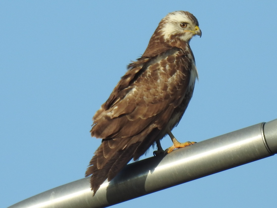 Buizerd op lantaarnpaal - Vogels - Buizerd