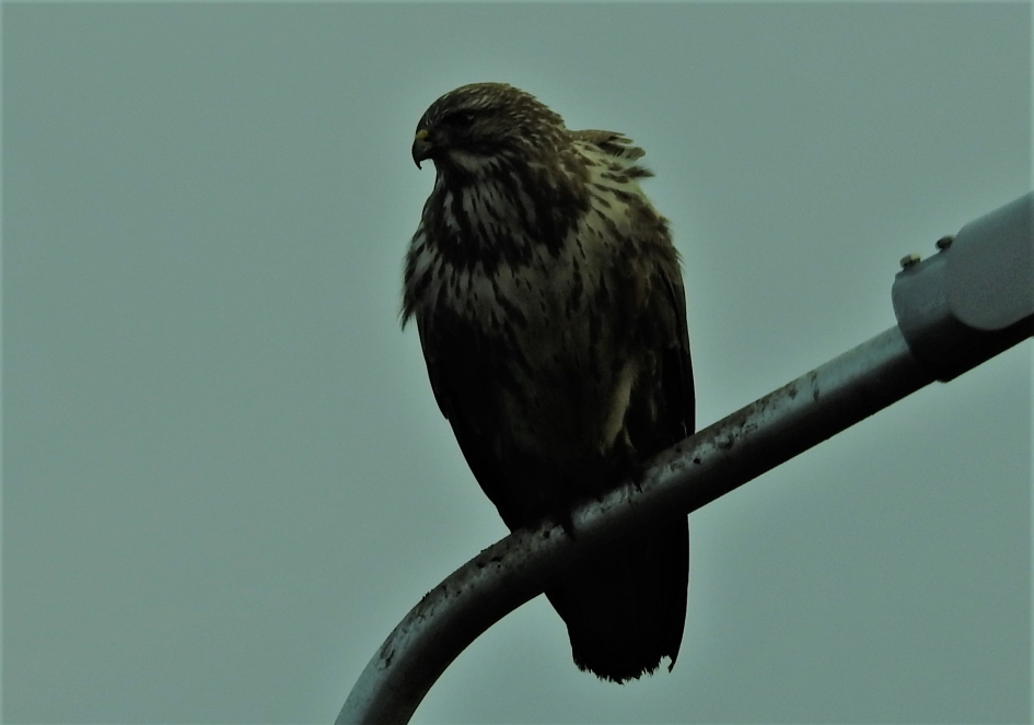 Buizerd op lantaarnpaal - Vogels - Buizerd