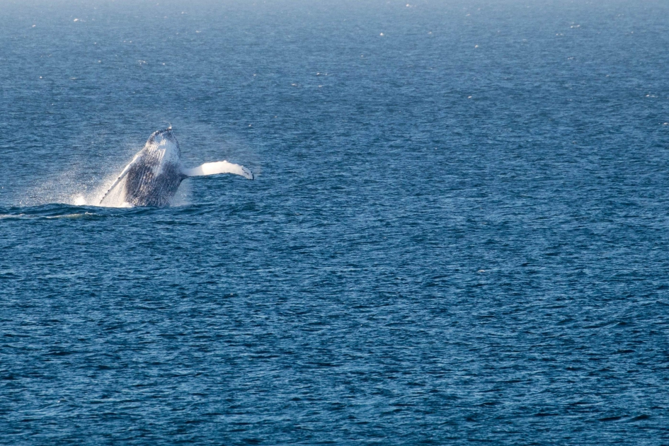 Bultrug Scheveningen - Zoogdieren - Bultrug