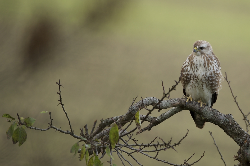 buteo buteo - Vogels - buizerd