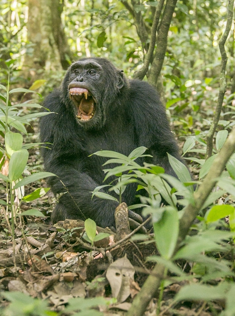 Gapende chimpansee