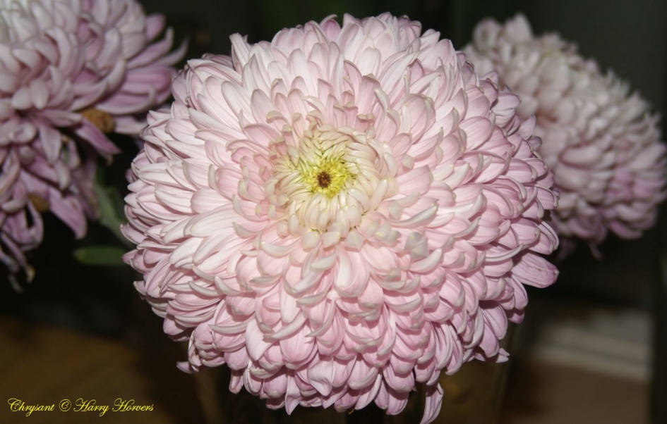 Chrysant - Planten - Chrysant