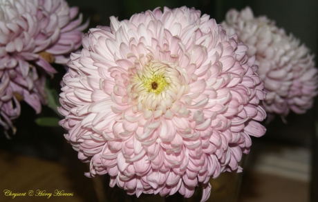 Chrysant