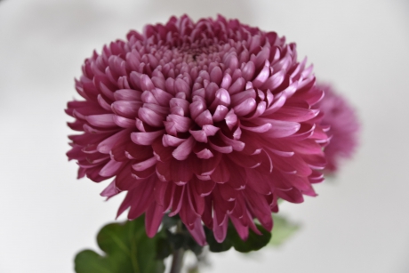 Chrysant