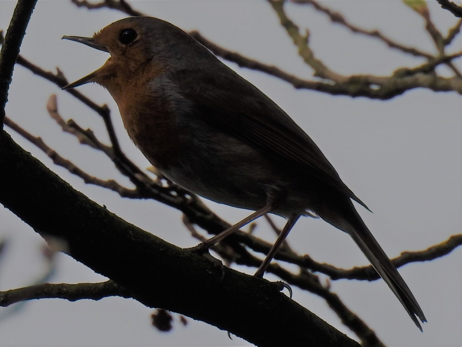 Close up van een roodborstje in de schemering - Vogels - Roodborstje